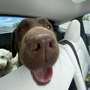 Meet your Posher, Evie